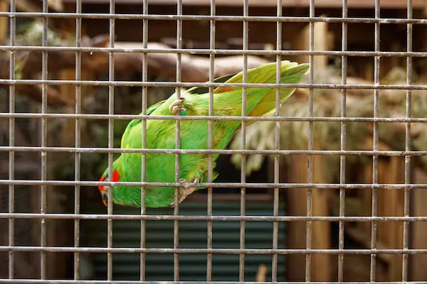 Bonorong Wildlife Sanctuary (7)